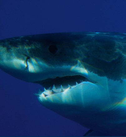 Shark